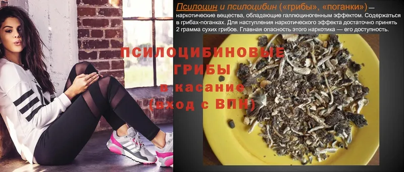 Псилоцибиновые грибы Psilocybe  даркнет сайт  Каменногорск 